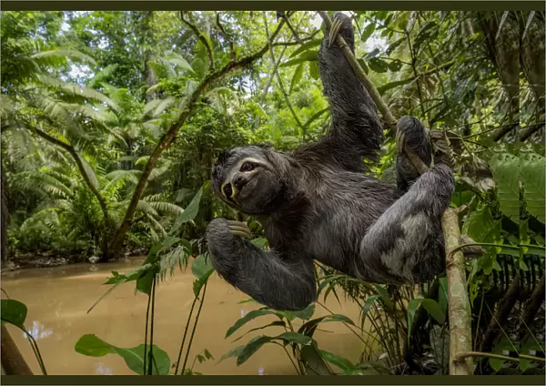 Brown throated three toed sloth (Bradypus variegatus) hanging from branch, Yasuni National Park