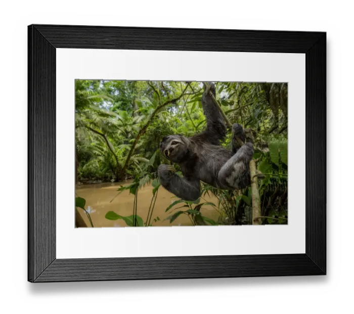Framed Print : Brown throated three toed sloth (Bradypus variegatus) hanging from branch, Yasuni National Park Framed Print : Brown throated three toed sloth (Bradypus variegatus) hanging from branch, Yasuni National Park