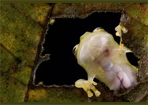 Reticulated glass frog (Hyalinobatrachium valerioi) viewed through hole in leaf seeing