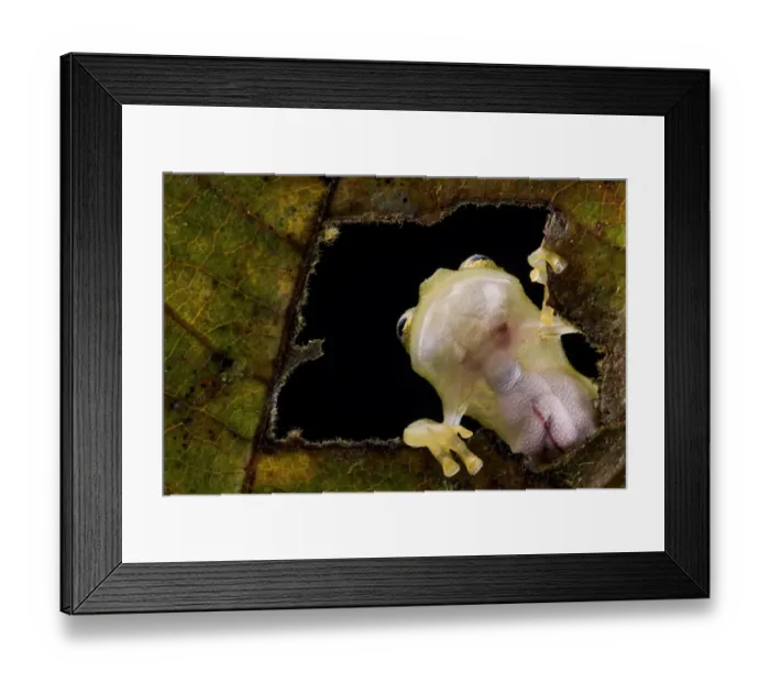 Framed Print : Reticulated glass frog (Hyalinobatrachium valerioi) viewed through hole in leaf seeing Framed Print : Reticulated glass frog (Hyalinobatrachium valerioi) viewed through hole in leaf seeing