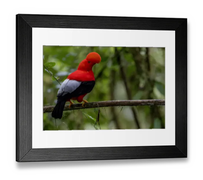 Framed Print : Male Andean cock of the rock (Rupicola peruvianus) perched on branch, Mindo, Pichincha Framed Print : Male Andean cock of the rock (Rupicola peruvianus) perched on branch, Mindo, Pichincha