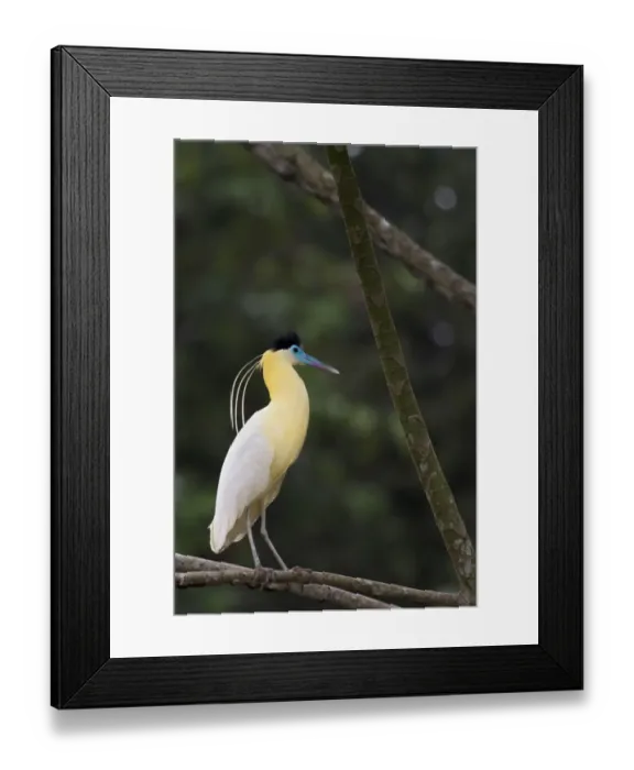 Framed Print : Capped heron (Pilherodius pileatus) perched on branch, Yasuni National Park, Orellana Framed Print : Capped heron (Pilherodius pileatus) perched on branch, Yasuni National Park, Orellana