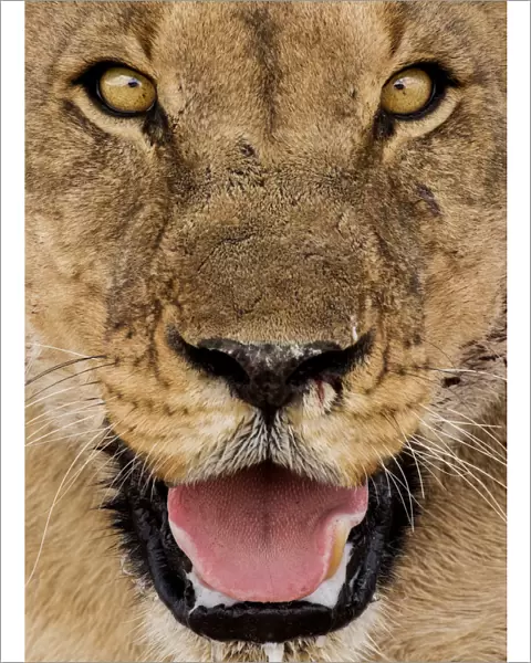 Female African lion (Panthera leo) face portrait, Etosha National Park, Harare Province
