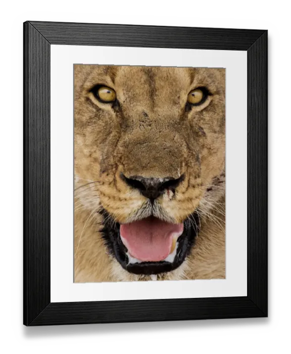 Framed Print : Female African lion (Panthera leo) face portrait, Etosha National Park, Harare Province Framed Print : Female African lion (Panthera leo) face portrait, Etosha National Park, Harare Province