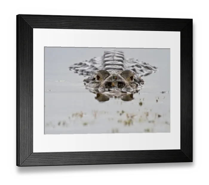 Framed Print : Black caiman (Melanosuchus niger) at water surface, Yasuni National Park, Orellana Framed Print : Black caiman (Melanosuchus niger) at water surface, Yasuni National Park, Orellana