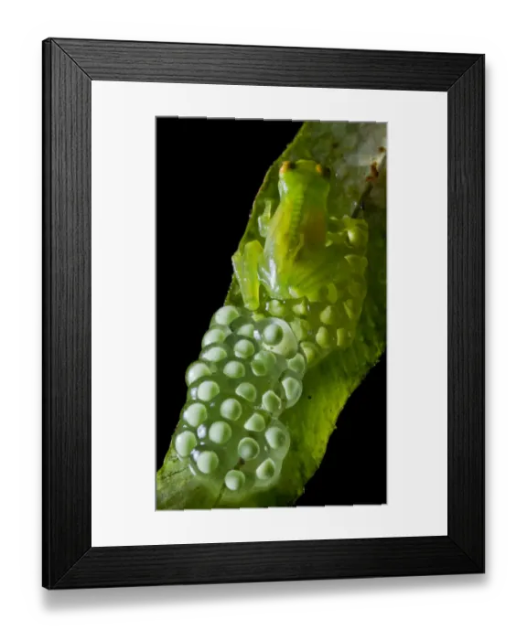 Framed Print : Minute Glassfrog (Centrolene peristictum) male guarding eggs, Mindo, Pichincha, Ecuador Framed Print : Minute Glassfrog (Centrolene peristictum) male guarding eggs, Mindo, Pichincha, Ecuador