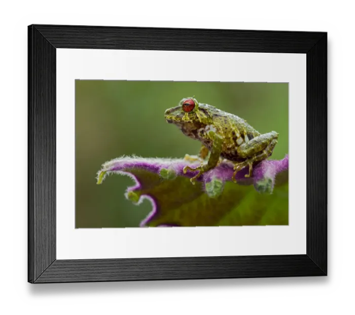 Framed Print : Moss rainfrog (Pristimantis eriphus) siting on leaf, Cosango, Napo Ecuador, Vulnerable Framed Print : Moss rainfrog (Pristimantis eriphus) siting on leaf, Cosango, Napo Ecuador, Vulnerable