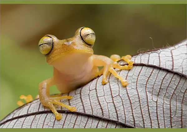 Troschels tree frog  /  Calcar tree  /  Convict tree frog (Hypsiboas calcaratus) portrait