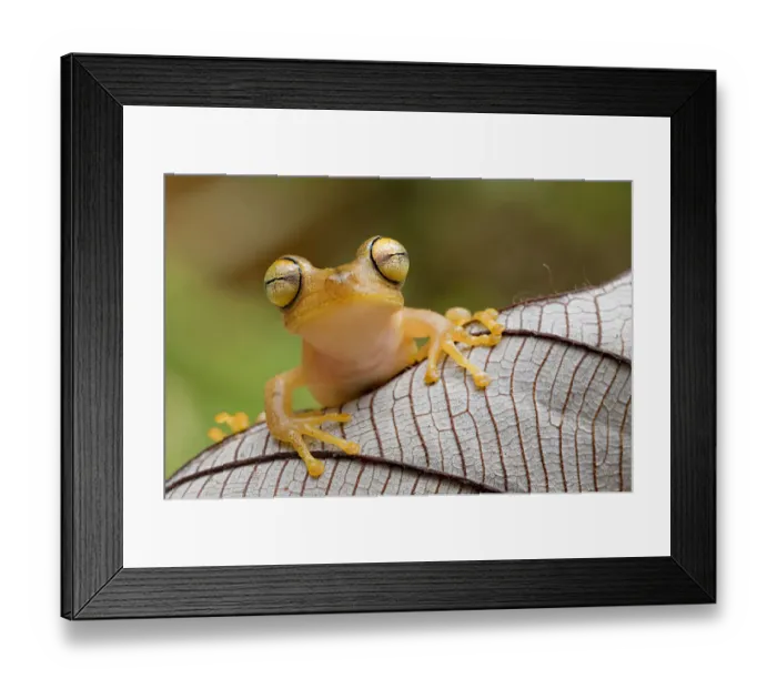 Framed Print : Troschels tree frog / Calcar tree / Convict tree frog (Hypsiboas calcaratus) portrait Framed Print : Troschels tree frog / Calcar tree / Convict tree frog (Hypsiboas calcaratus) portrait