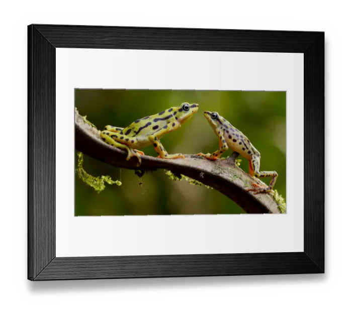 Framed Print : Rio pescado harlequin toad (Atelopus balios) pair on branch, female on the left, Azuay Framed Print : Rio pescado harlequin toad (Atelopus balios) pair on branch, female on the left, Azuay