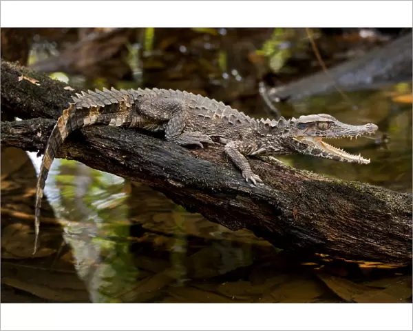 Crowned dwarf  /  Smooth-fronted caiman (Paleosuchus trigonatus) with mouth open, Cuyabeno
