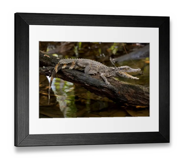 Framed Print : Crowned dwarf / Smooth-fronted caiman (Paleosuchus trigonatus) with mouth open, Cuyabeno Framed Print : Crowned dwarf / Smooth-fronted caiman (Paleosuchus trigonatus) with mouth open, Cuyabeno