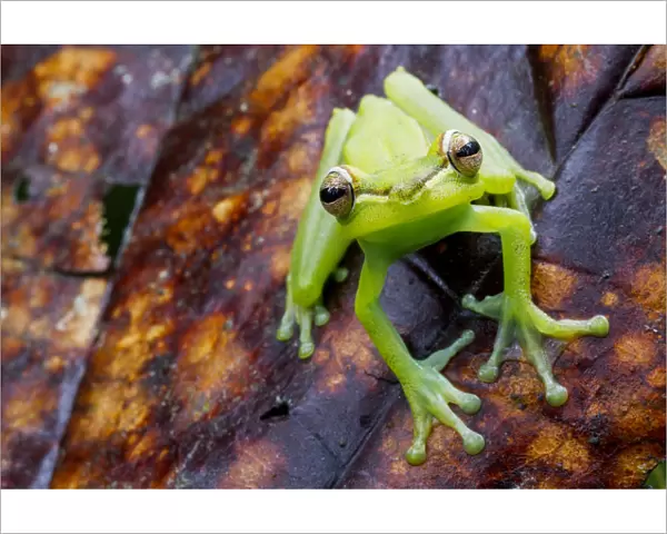 Palmar tree frog (Boana  /  Hypsiboas pellucens) on leaf, Canande, Esmeraldas, Ecuador