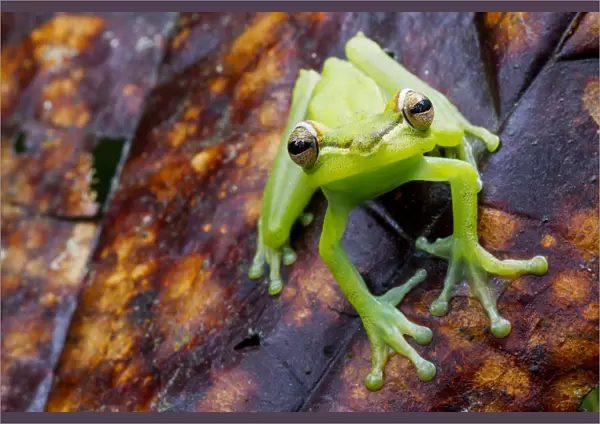 Palmar tree frog (Boana  /  Hypsiboas pellucens) on leaf, Canande, Esmeraldas, Ecuador