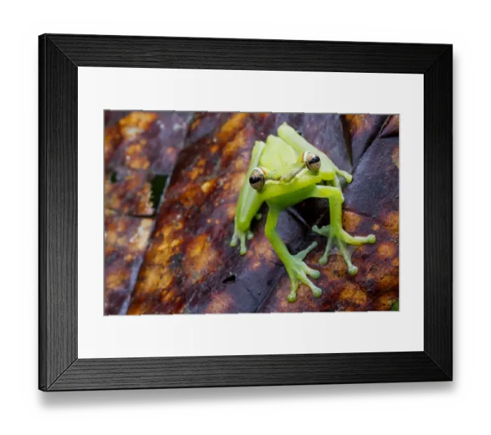 Framed Print : Palmar tree frog (Boana / Hypsiboas pellucens) on leaf, Canande, Esmeraldas, Ecuador Framed Print : Palmar tree frog (Boana / Hypsiboas pellucens) on leaf, Canande, Esmeraldas, Ecuador