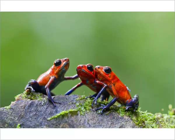 Three Strawberry poison frogs (Oophaga pumilio) on rock, Sarapiqui, Heredia, Costa Rica