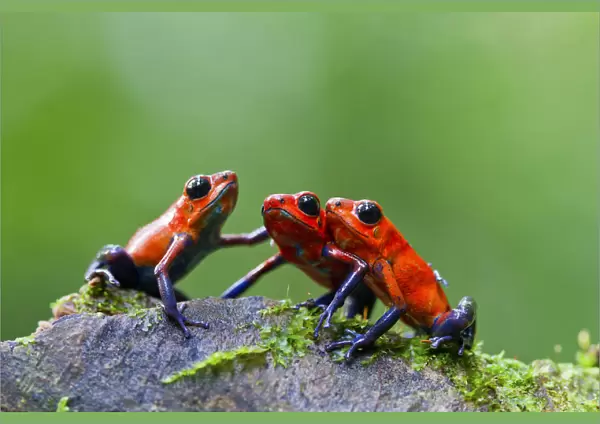 Three Strawberry poison frogs (Oophaga pumilio) on rock, Sarapiqui, Heredia, Costa Rica