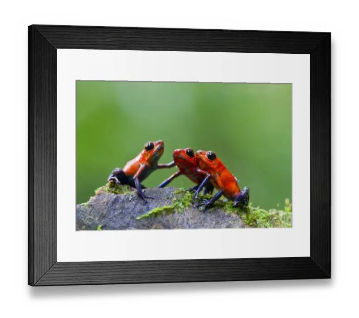 Framed Print : Three Strawberry poison frogs (Oophaga pumilio) on rock, Sarapiqui, Heredia, Costa Rica Framed Print : Three Strawberry poison frogs (Oophaga pumilio) on rock, Sarapiqui, Heredia, Costa Rica