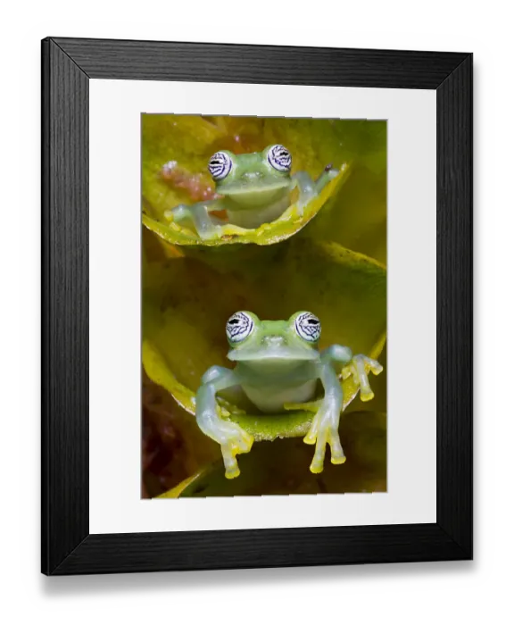 Framed Print : Two Limon glass frogs (Sachatamia ilex) sitting on plant, one above the other, Canande Framed Print : Two Limon glass frogs (Sachatamia ilex) sitting on plant, one above the other, Canande