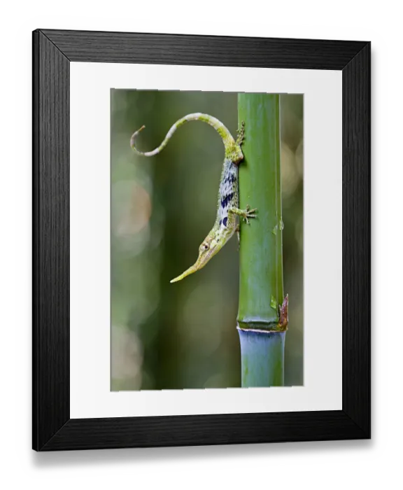 Framed Print : Pinocchio lizard (Anolis proboscis) male on stem, Mindo, Pichincha, Ecuador, Endangered Framed Print : Pinocchio lizard (Anolis proboscis) male on stem, Mindo, Pichincha, Ecuador, Endangered