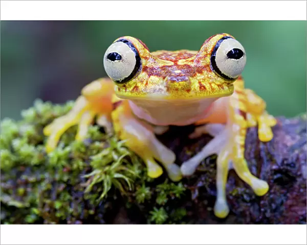 Imbabura tree frog (Hypsiboas picturatus) portrait, Canande, Esmeraldas, Ecuador