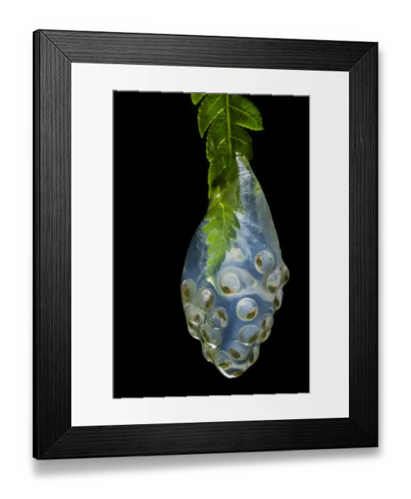 Framed Print : Las Gralarias Glassfrog (Nymphargus lasgralarias) spawn with tadpoles developing Framed Print : Las Gralarias Glassfrog (Nymphargus lasgralarias) spawn with tadpoles developing