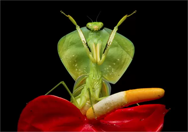 Tropical shield mantis (Choeradodis rhombicollis) in defensive position, on flower