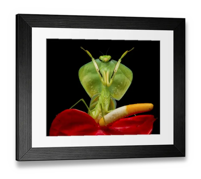 Framed Print : Tropical shield mantis (Choeradodis rhombicollis) in defensive position, on flower Framed Print : Tropical shield mantis (Choeradodis rhombicollis) in defensive position, on flower