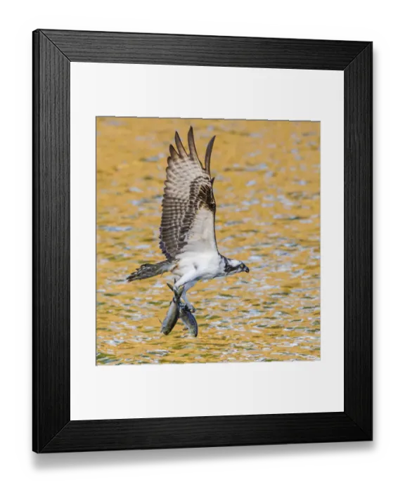Framed Print : Osprey (Pandion haliaetus) with two Alewife (Alosa pseudoharengus) just caught in Framed Print : Osprey (Pandion haliaetus) with two Alewife (Alosa pseudoharengus) just caught in