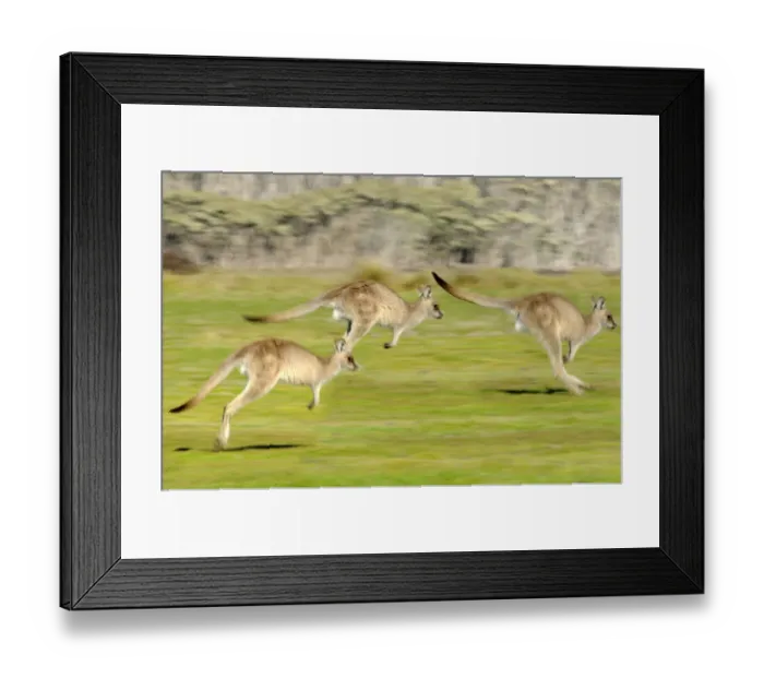 Framed Print : Forester kangaroo (Macropus giganteus) three leaping, Tasmania, Australia Framed Print : Forester kangaroo (Macropus giganteus) three leaping, Tasmania, Australia