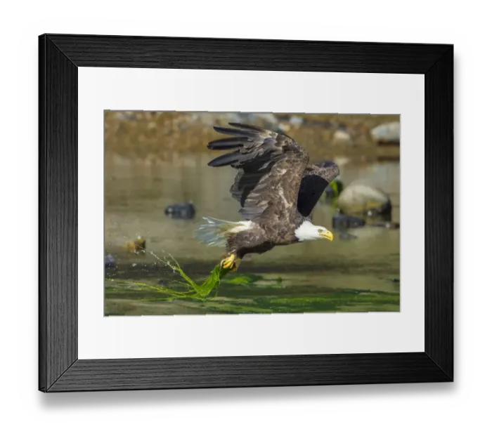 Framed Print : Bald eagle (Haliaeetus leucocephalus) catching an Alewife (Alosa pseudoharengus) in Somes Sound Framed Print : Bald eagle (Haliaeetus leucocephalus) catching an Alewife (Alosa pseudoharengus) in Somes Sound