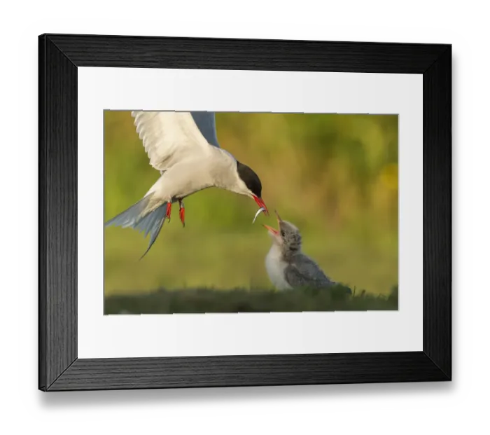 Framed Print : Arctic tern (Sterna paradisaea) in flight with fish in beak for feeding chick, Machias Seal Island Framed Print : Arctic tern (Sterna paradisaea) in flight with fish in beak for feeding chick, Machias Seal Island