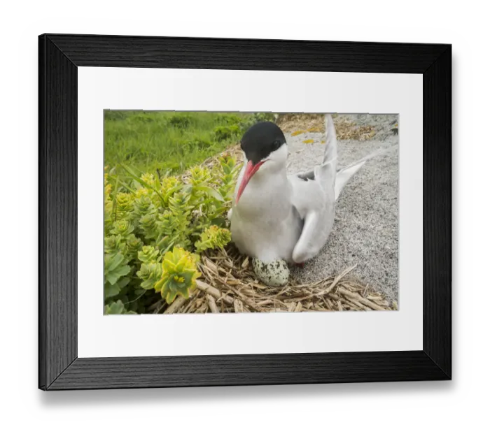 Framed Print : Arctic tern (Sterna paradisaea) sitting on egg, Machias Seal Island, Bay of Fundy Framed Print : Arctic tern (Sterna paradisaea) sitting on egg, Machias Seal Island, Bay of Fundy