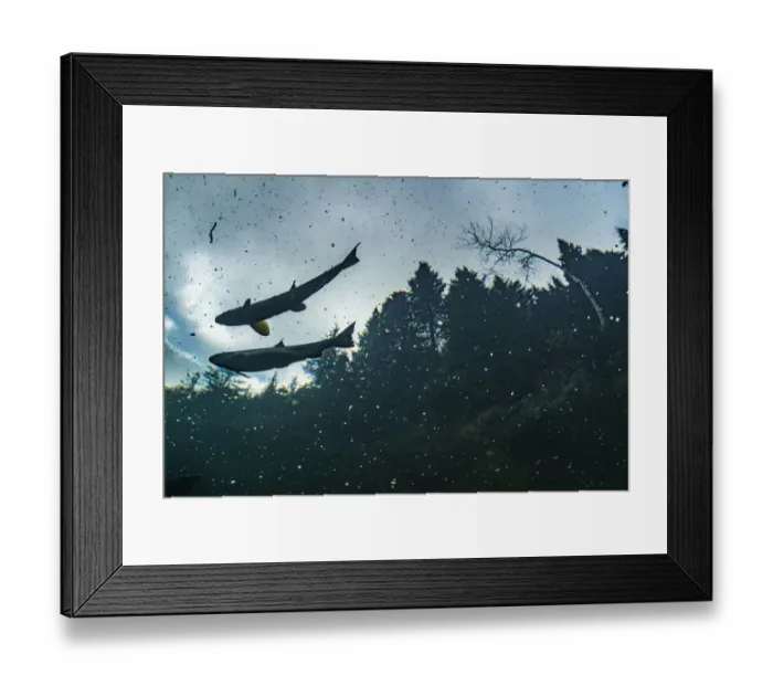 Framed Print : Two Atlantic salmon (Salmo salar) silhouetted against sky, Gaspe Peninsula, Quebec, Canada, October Framed Print : Two Atlantic salmon (Salmo salar) silhouetted against sky, Gaspe Peninsula, Quebec, Canada, October