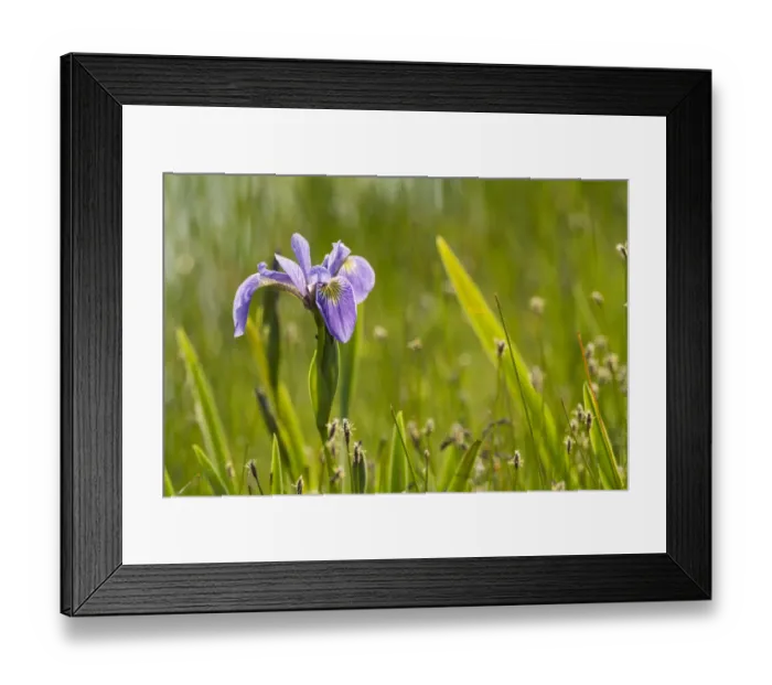 Framed Print : Blue flag iris (Iris versicolor) in flower, New Brunswick, Canada, June Framed Print : Blue flag iris (Iris versicolor) in flower, New Brunswick, Canada, June
