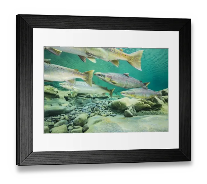 Framed Print : Atlantic salmon (Salmo salar) migrating for spawning in river, Gaspe Peninsula, Quebec Framed Print : Atlantic salmon (Salmo salar) migrating for spawning in river, Gaspe Peninsula, Quebec