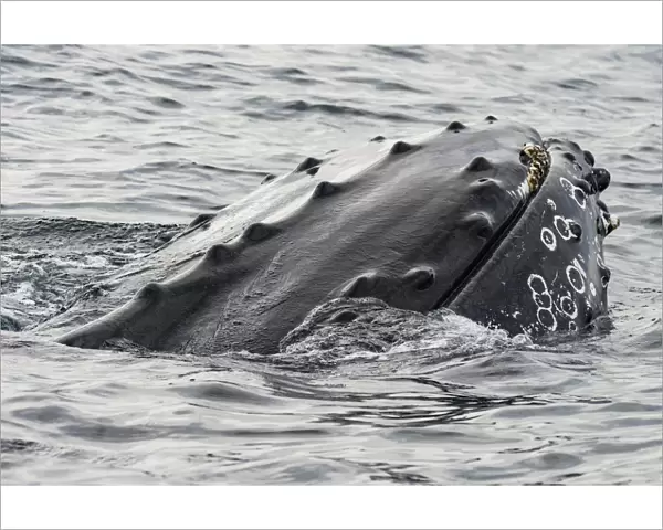 Humpback whale (Megaptera novaeangliae) surfacing, rostrum above surface, Bay of Fundy