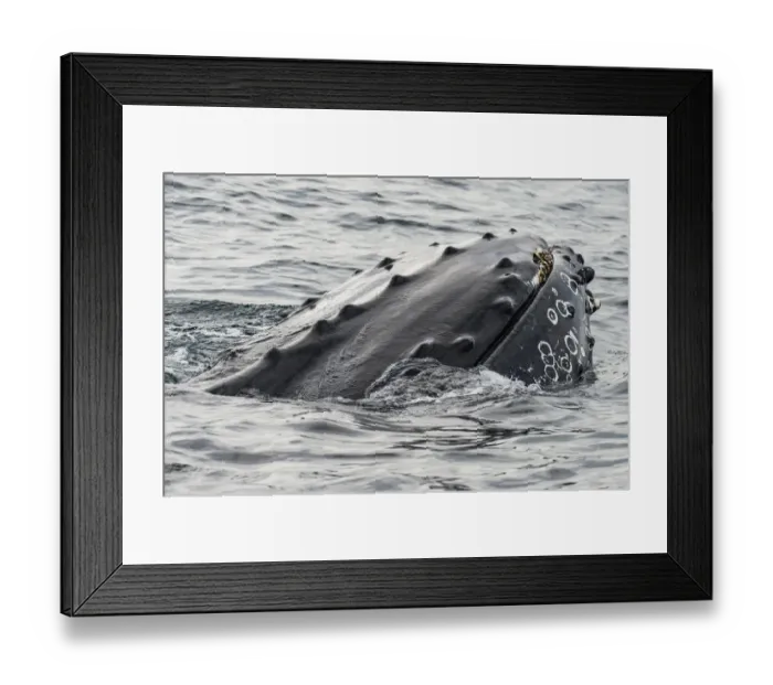 Framed Print : Humpback whale (Megaptera novaeangliae) surfacing, rostrum above surface, Bay of Fundy Framed Print : Humpback whale (Megaptera novaeangliae) surfacing, rostrum above surface, Bay of Fundy
