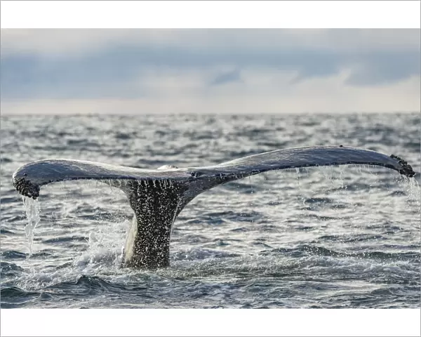 Humpback whale (Megaptera novaeangliae) tail fluke above water, Bay of Fundy, New Brunswick
