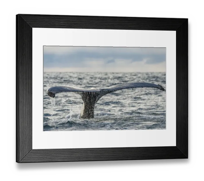 Framed Print : Humpback whale (Megaptera novaeangliae) tail fluke above water, Bay of Fundy, New Brunswick Framed Print : Humpback whale (Megaptera novaeangliae) tail fluke above water, Bay of Fundy, New Brunswick