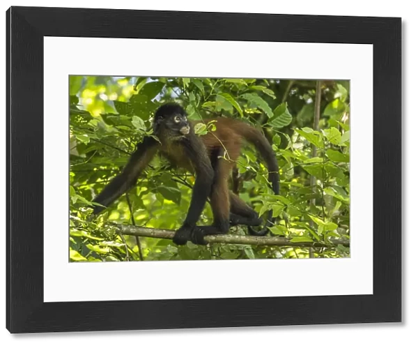 Geoffroys spider monkey (Ateles geoffroyi) walking along branch, Corcovado National Park
