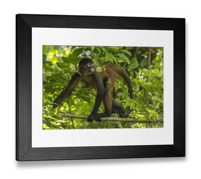 Framed Print : Geoffroys spider monkey (Ateles geoffroyi) walking along branch, Corcovado National Park Framed Print : Geoffroys spider monkey (Ateles geoffroyi) walking along branch, Corcovado National Park