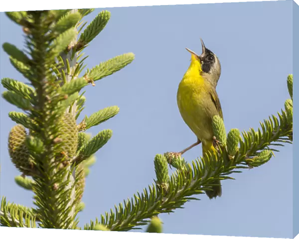 Common yellow throat (Geothlypis trichas) male, singing, Anchorage Provincial Park