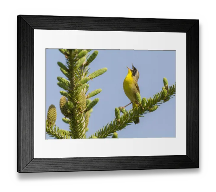 Framed Print : Common yellow throat (Geothlypis trichas) male, singing, Anchorage Provincial Park Framed Print : Common yellow throat (Geothlypis trichas) male, singing, Anchorage Provincial Park