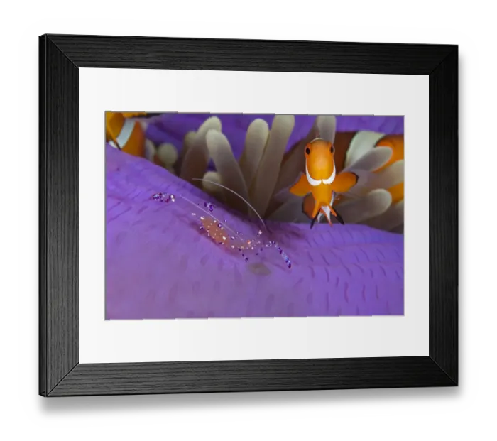 Framed Print : False clownfish (Amphiprion ocellaris) and a Commensal shrimp (Periclimenes / Ancylomenes Framed Print : False clownfish (Amphiprion ocellaris) and a Commensal shrimp (Periclimenes / Ancylomenes