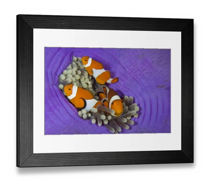 Framed Print : Three False clownfish (Amphiprion ocellaris) in Sea anemone (Heteractis magnifica) Lighthouse Reef Framed Print : Three False clownfish (Amphiprion ocellaris) in Sea anemone (Heteractis magnifica) Lighthouse Reef