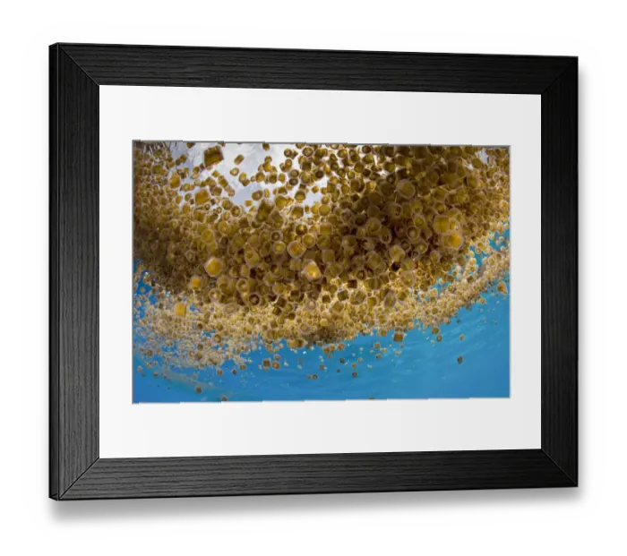 Framed Print : Thimble jellyfish (Linuche unguiculata) aggregation, My Paradise Reef, Cabilao Island Framed Print : Thimble jellyfish (Linuche unguiculata) aggregation, My Paradise Reef, Cabilao Island
