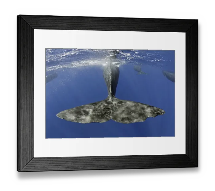 Framed Print : Sperm whale (Physeter macrocephalus) tail below water as whale surfaces, Dominica