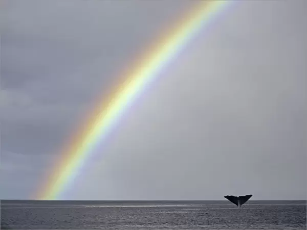 Sperm whale (Physeter macrocephalus) tail fluke above water as it dives below a rainbow