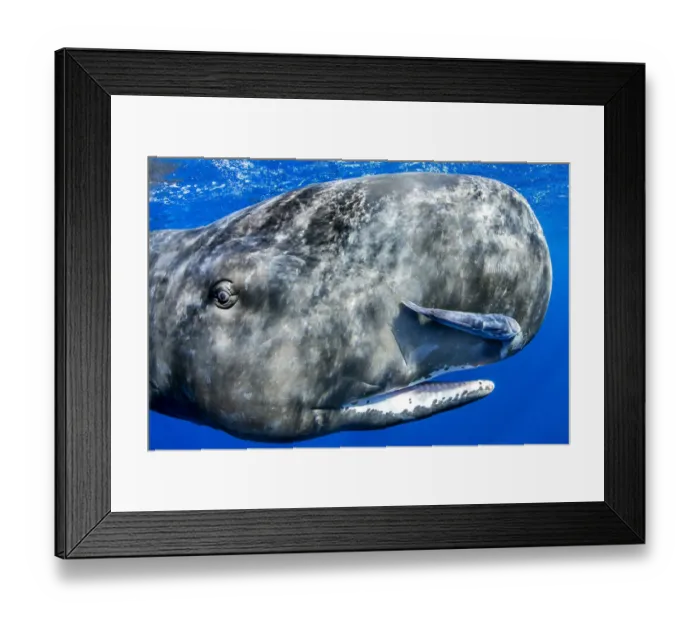 Framed Print : Sperm whale (Physeter macrocephalus) portrait, with remora fish, Dominica, Caribbean Sea